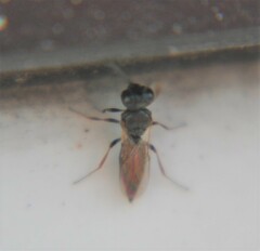 Scelionidae