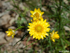 Xerochrysum
