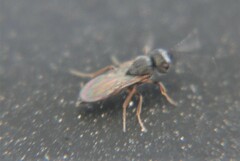 Scelionidae