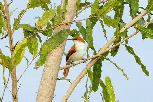 Red-and-white Spinetail