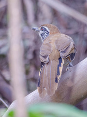 Pterorhinus pectoralis