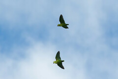 Graydidascalus brachyurus