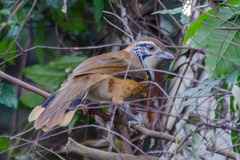 Pterorhinus pectoralis