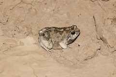 Physalaemus biligonigerus