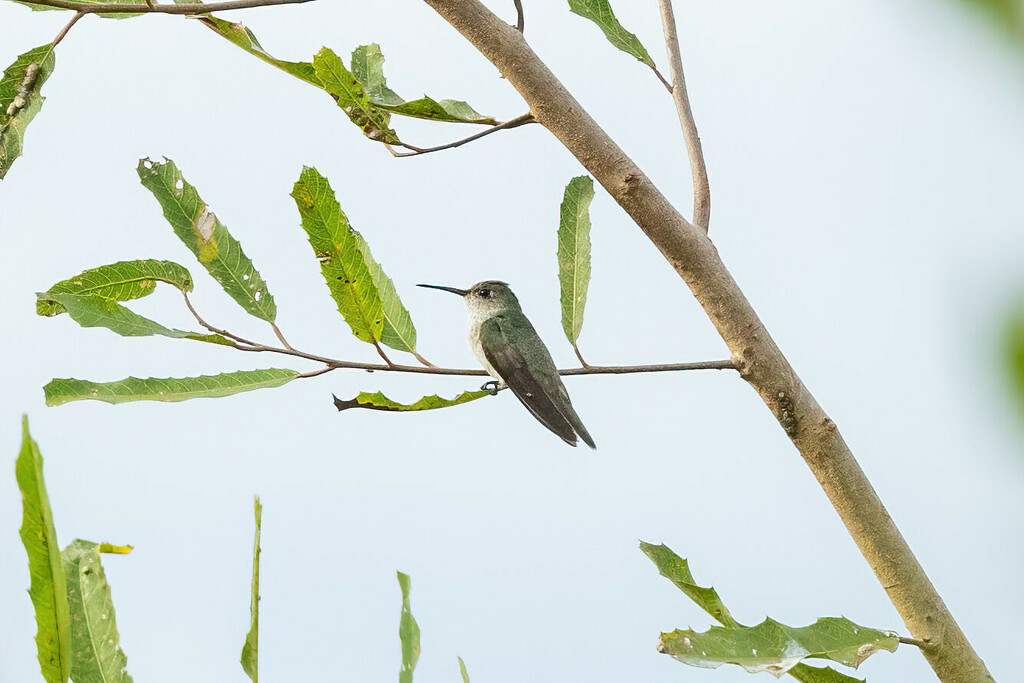 Olive-spotted Hummingbird