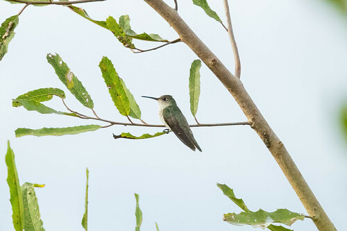 Olive-spotted Hummingbird