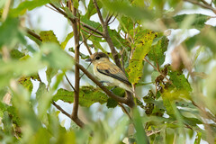 Pachyramphus rufus