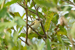 Pachyramphus rufus
