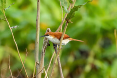 Certhiaxis mustelinus