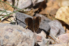 Junonia nigrosuffusa