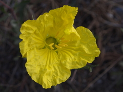 Oenothera berlandieri