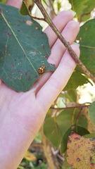 Paropsisterna gloriosa
