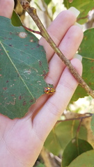 Paropsisterna gloriosa