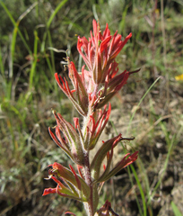 Castilleja covilleana
