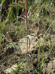 Castilleja covilleana