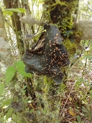 Peltigeraceae