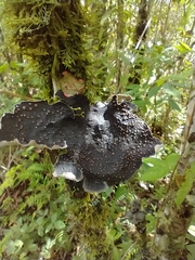Peltigeraceae