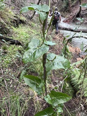 Calystegia purpurata