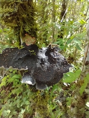 Peltigeraceae