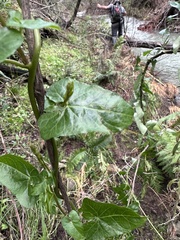 Calystegia purpurata