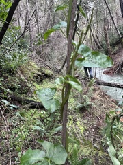 Calystegia purpurata