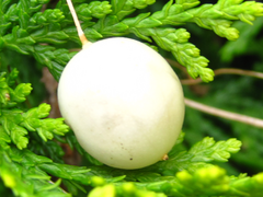 Zehneria japonica