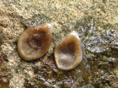 Zehneria japonica