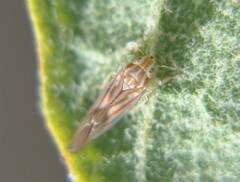 Neocoelidia bilobata