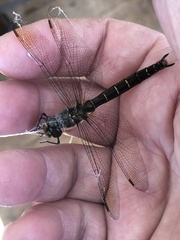 Procordulia smithii