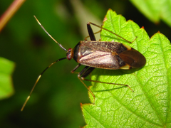 Adelphocoris triannulatus