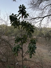 Photinia serratifolia