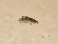 Elachistocleis bicolor