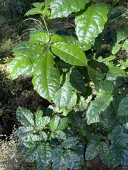 Dacrycarpus dacrydioides
