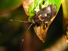 Eurystylus coelestialium