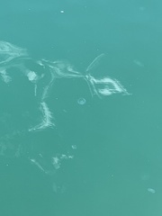 Aequorea forskalea