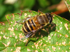 Eristalis cerealis