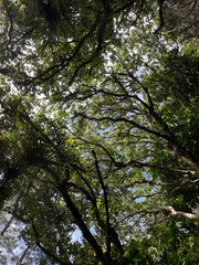 Dacrycarpus dacrydioides