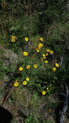 Xerochrysum