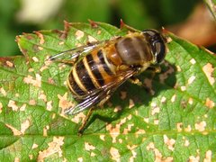 Eristalis cerealis
