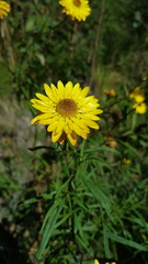 Xerochrysum