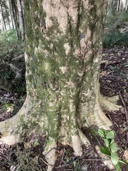 Dacrycarpus dacrydioides