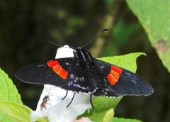 Mimoniades nurscia