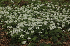Pachyphragma macrophyllum