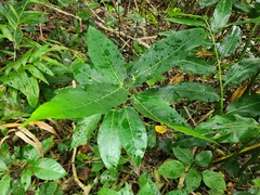 Ficus cumingii terminalifolia