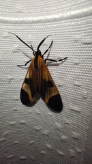 Dycladia