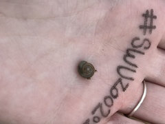 Triodopsis hopetonensis