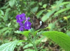 Notocrypta paralysos varians