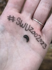 Megapallifera mutabilis