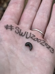 Megapallifera mutabilis