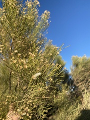 Baccharis sarothroides